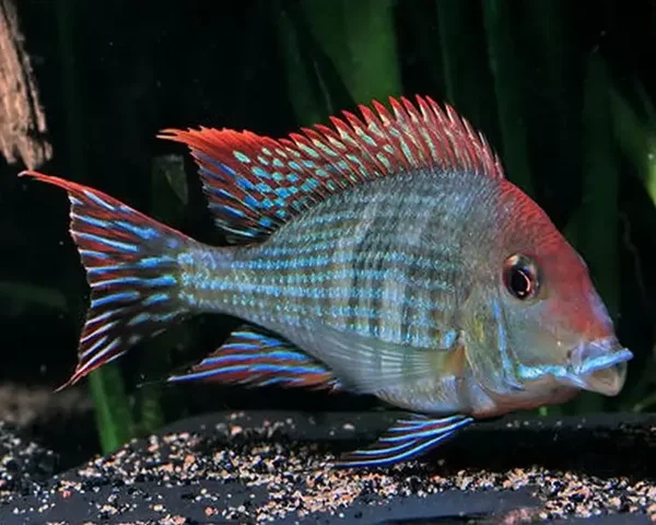 Geophagus  sp. red head Tapajos