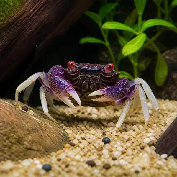 Geosesarma / sp. vampire white leg