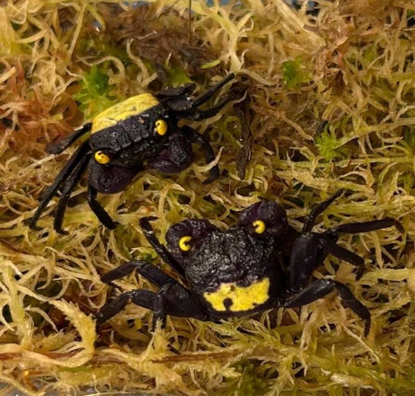 Geosesarma  sp. Vampire yellow