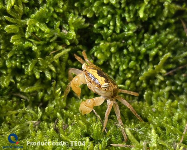 Geosesarma  sp. batik