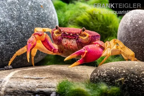 Globithelphusa / spec. Paarse zoetwaterkrab