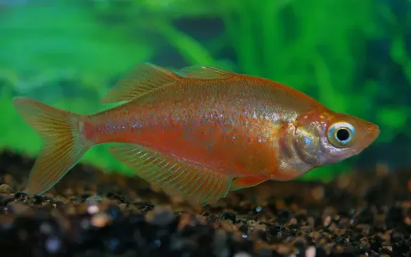 Glossolepis incisus, Rode Regenboogzalm