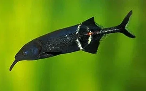 Gnathonemus Petersii
