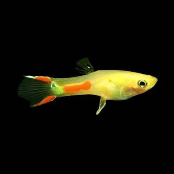 Poecilia endler  male golden