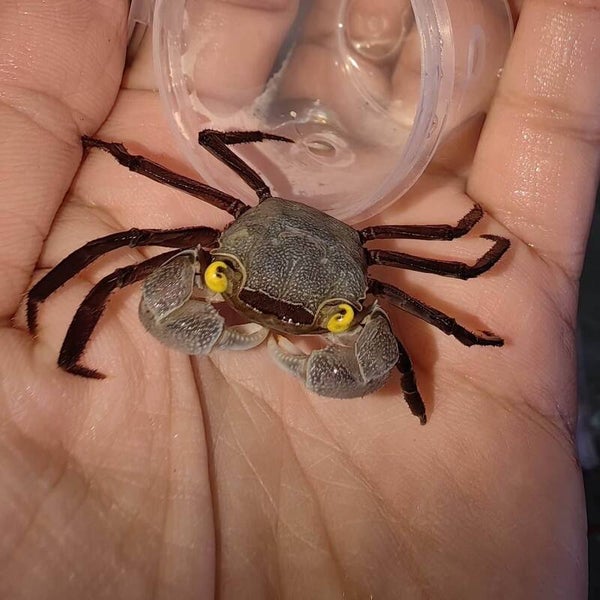 Geosesarma / sp. vampire gray star