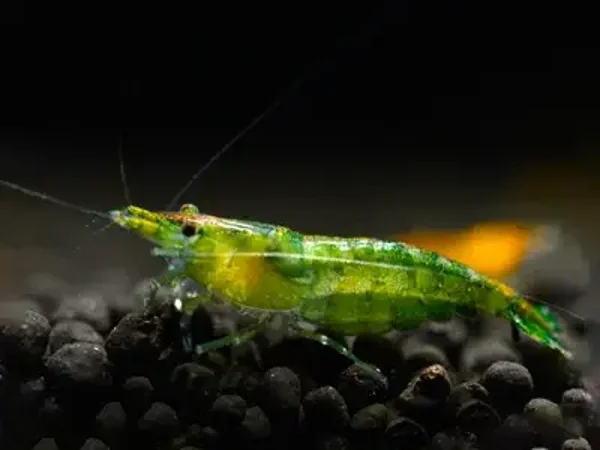 Green Jelly Garnaal - Neocaridina davidi