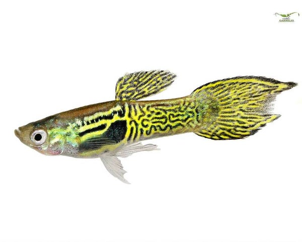Poecilia endler male  tiger green