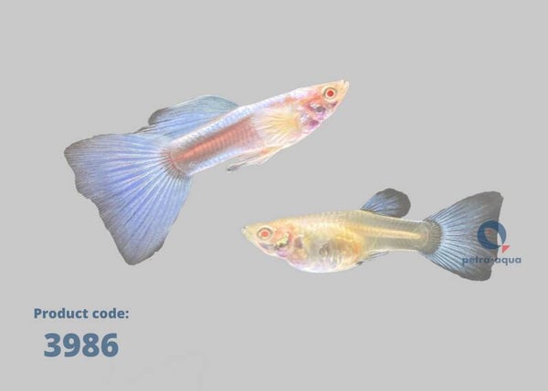 Poecilia ret. albino sky blue per paar