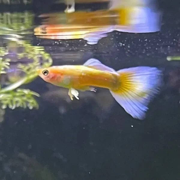 Poecilia ret.  full gold 24K