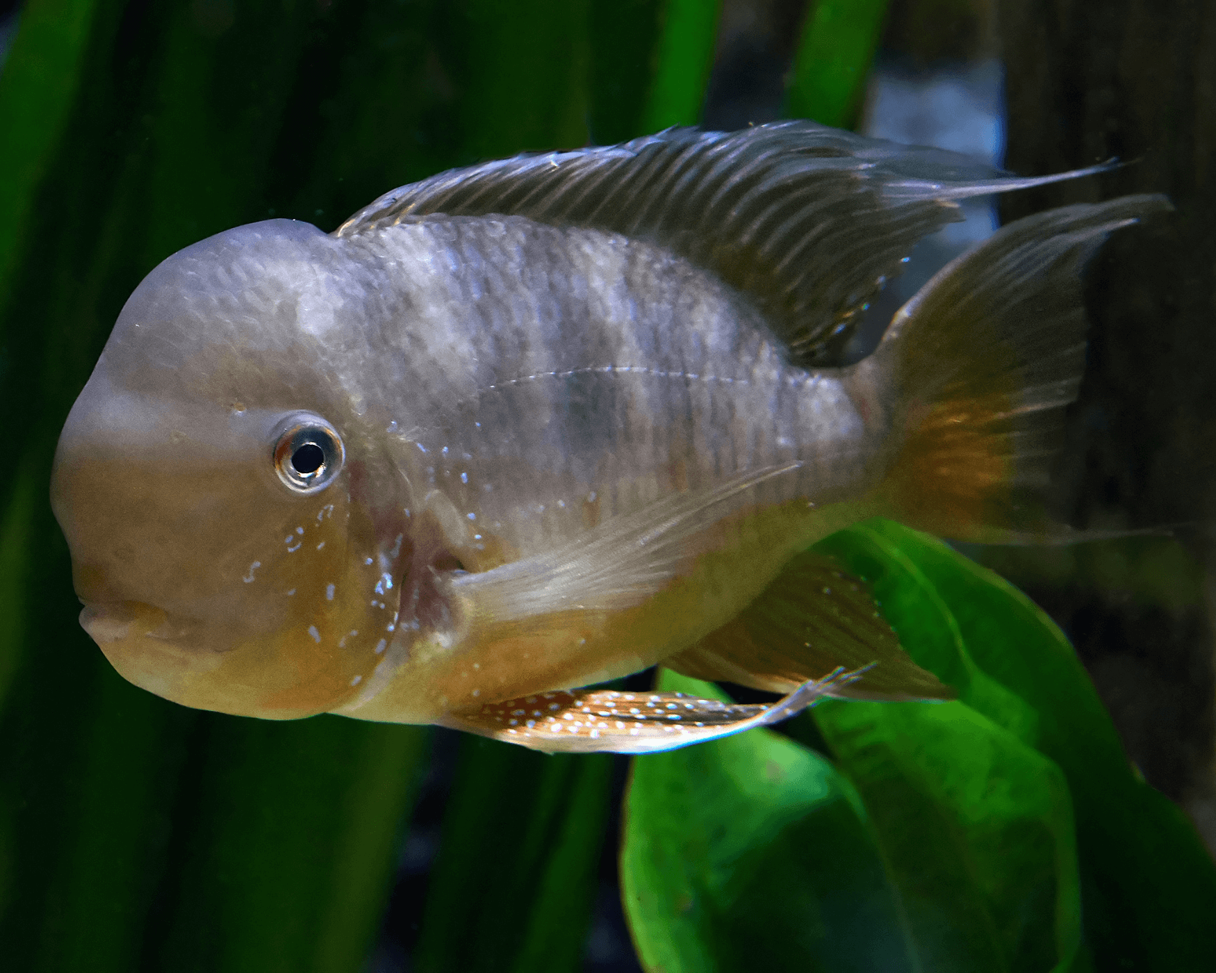 Gymnogeophagus balzanii