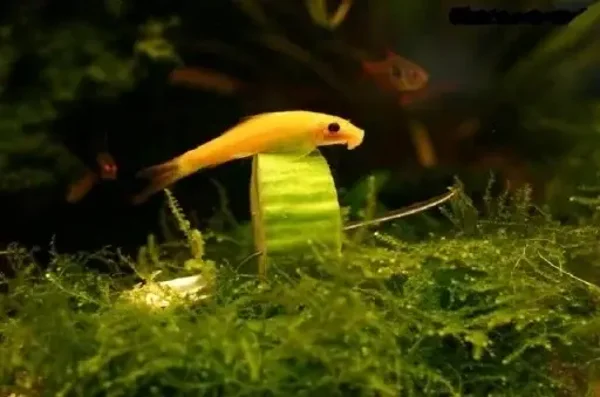 Gyrinocheilus aymonieri Gold