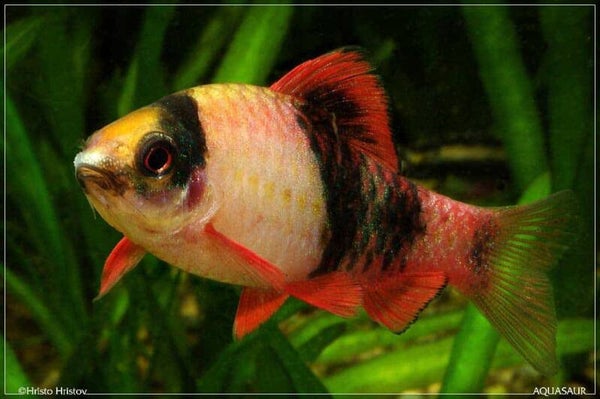 Haludaria / fasciata