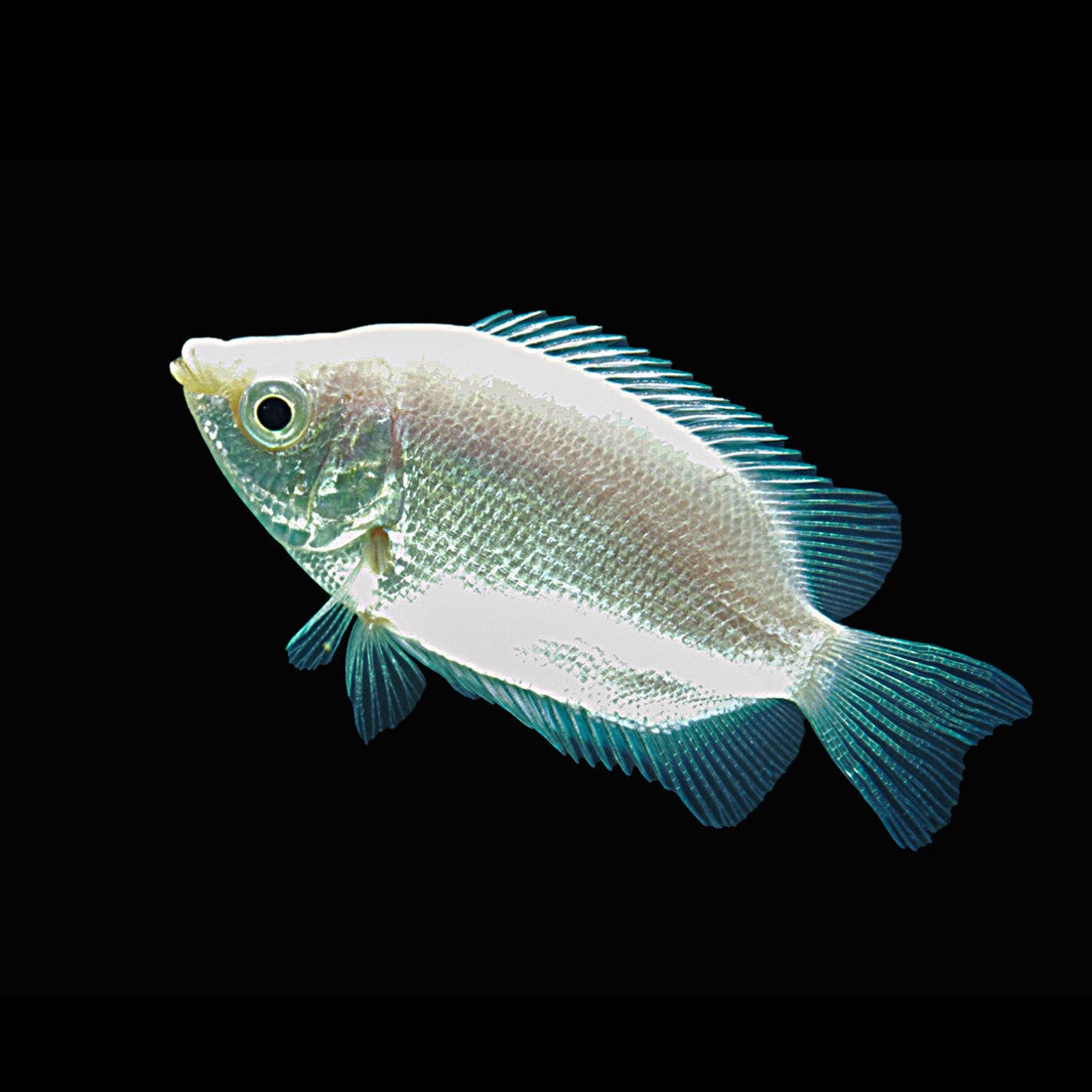 Helostoma / temminckii