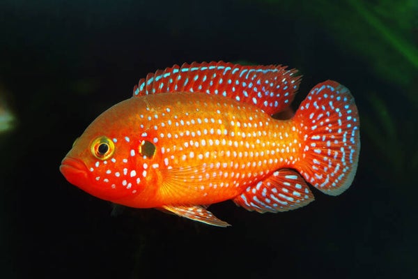 Hemichromis Bimaculatus