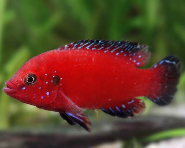 Hemichromis  Exsul
