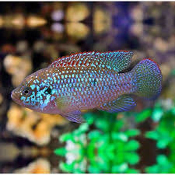 Hemichromis  liffalili blue