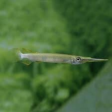 Hemirhamphodon / pogonognathus