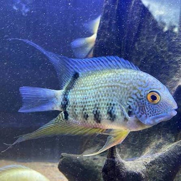 Heros sp.  Manacapuru blue Brasil