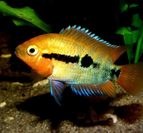 Herotilapia multispinosa