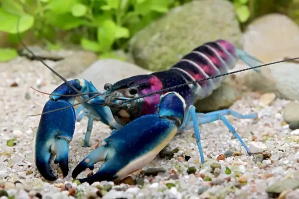 Hoa Creek Kreeft - Cherax Pulcher