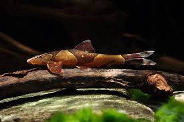 Homaloptera sp.
