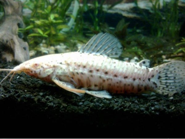 Hoplosternum thoracatum Albino