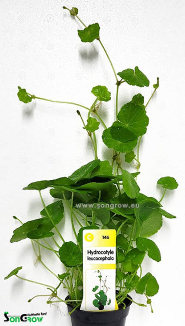 Hydrocotyle leucocephala