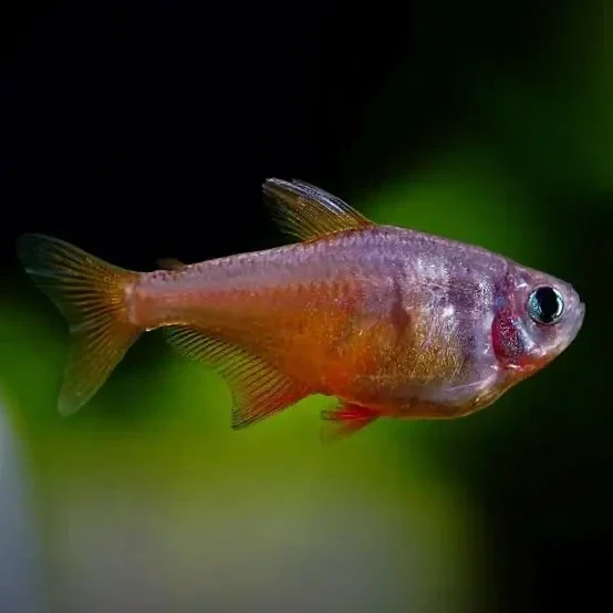 Hyphessobrycon flammeus Rode Rio