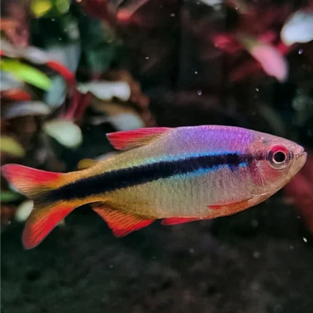 Hyphessobrycon / cyanotaenia