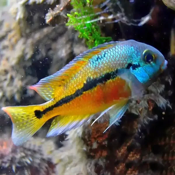 Cichlasoma nicaraguense
