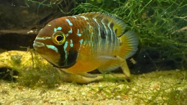 Ivanacara bimaculata