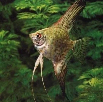 Pterophyllum scalare jaguar