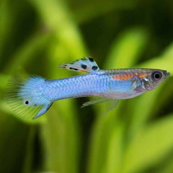Poecilia endler japan blue