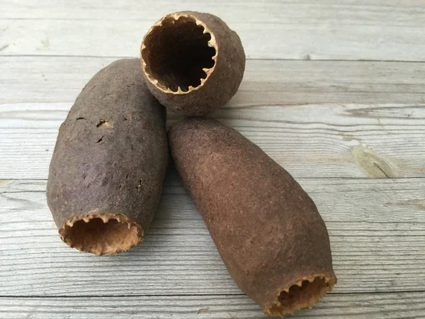 Jecetiba-capsule - Cariniana legalis