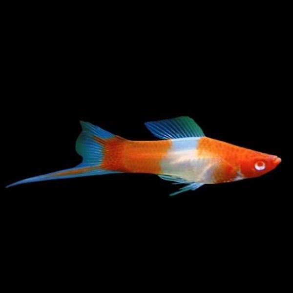 Xiphophorus helleri / koi kohaku