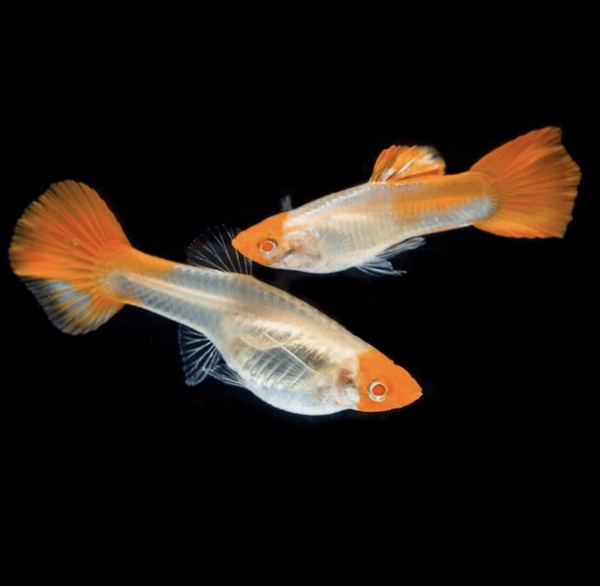 Poecilia ret.  red tuxedo koi albino red nose