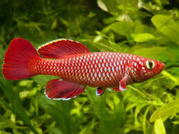 Nothobranchius korthausae Red tijdelijk verkrijgbaar