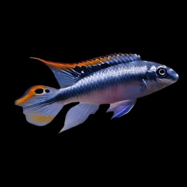 Pelvicachromis pulcher blue