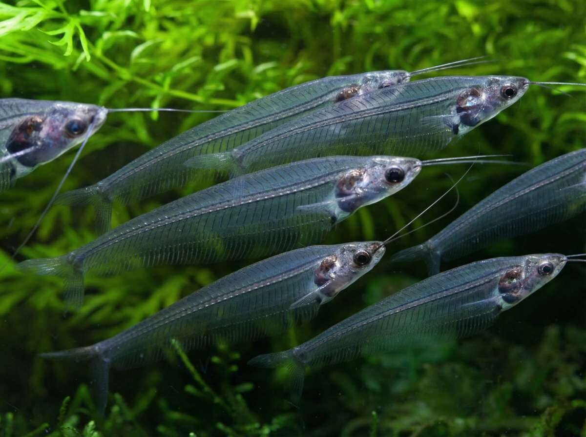 Kryptopterus bicirrhis, 	Indische Glasmeerval