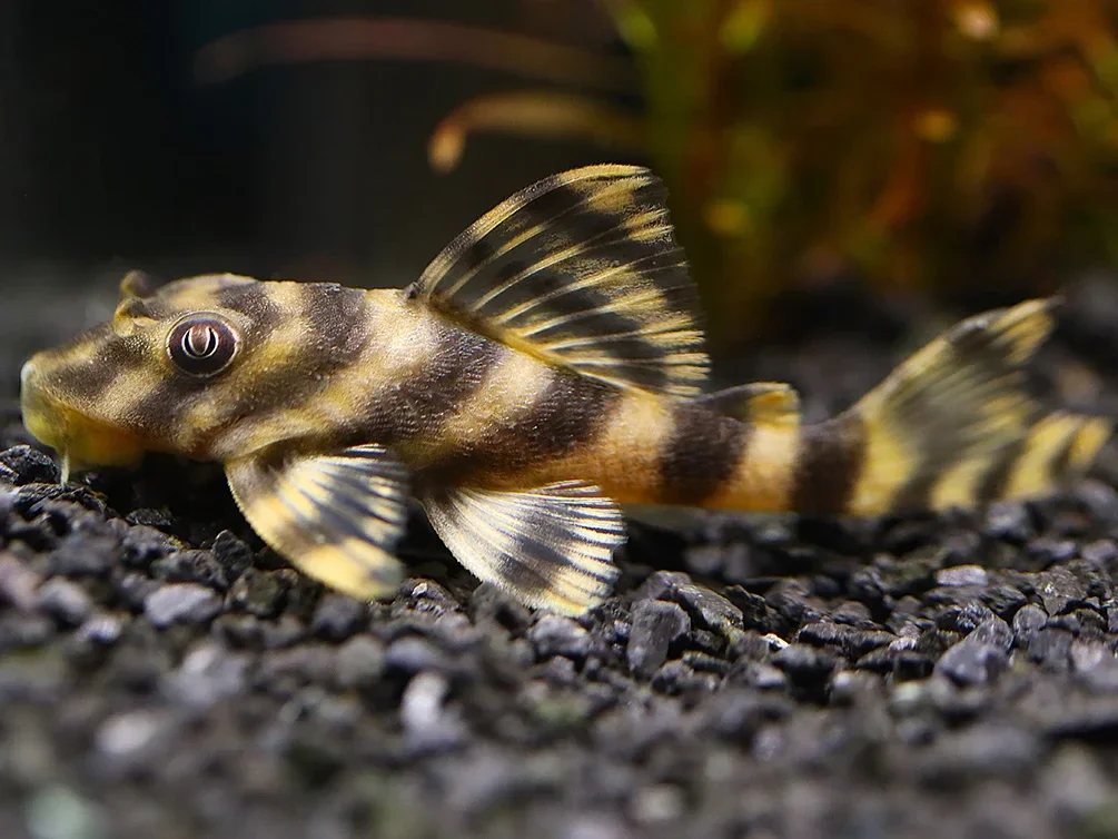 L-015 Peckoltia sp.Vittata