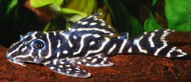 L-129 Hypancistrus spec. Columbian Zebra Pleco