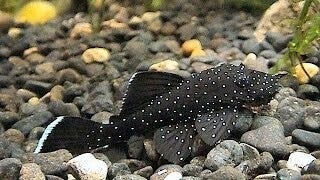 L-181 ancistrus hoplogenys