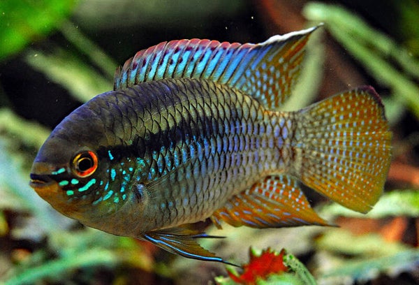 Laetacara curviceps