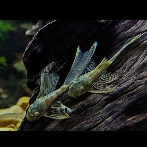 Ancistrus / green dragon long fin/normal