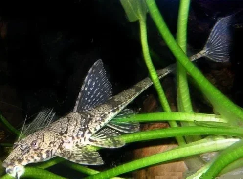 Loricaria filamentosa