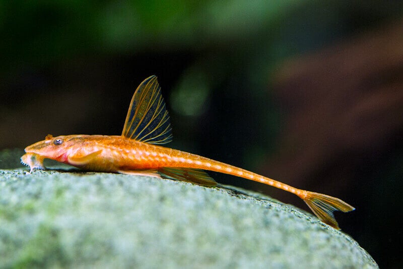 Loricaria lanceolata Red