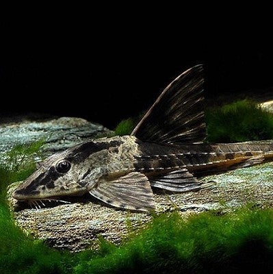 Loricaria Rio Atabapo