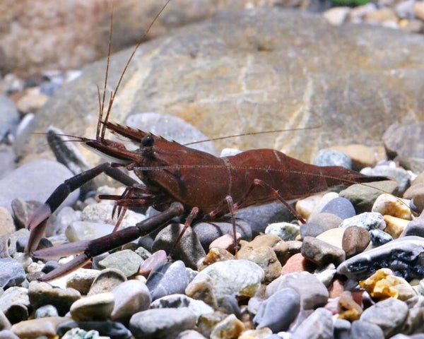 Macrobrachium / assamense