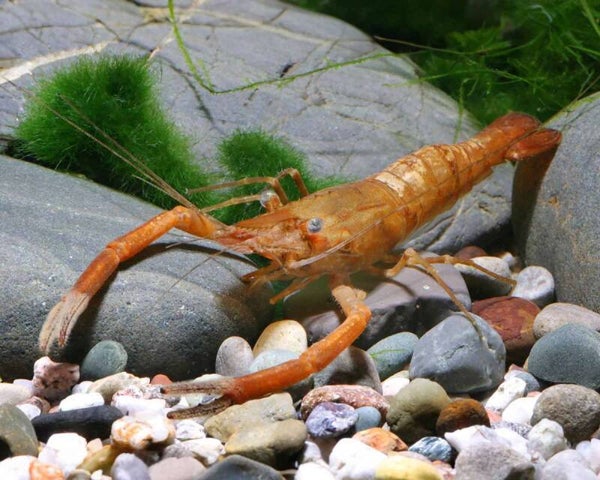 Macrobrachium  dayanum