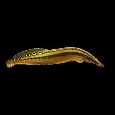 Macrognathus aculeatus – Pauwoog Stekelaal